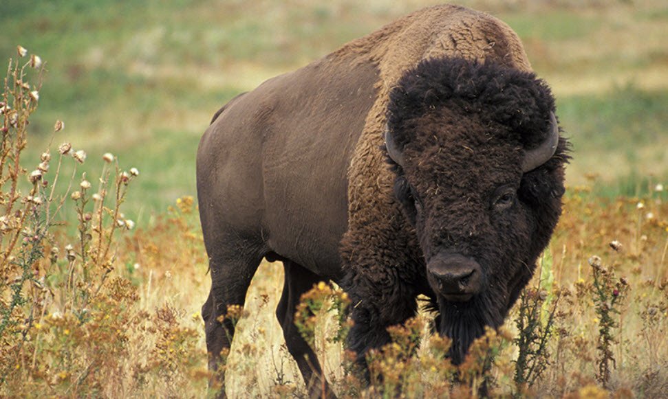 American Bison Oklahoma