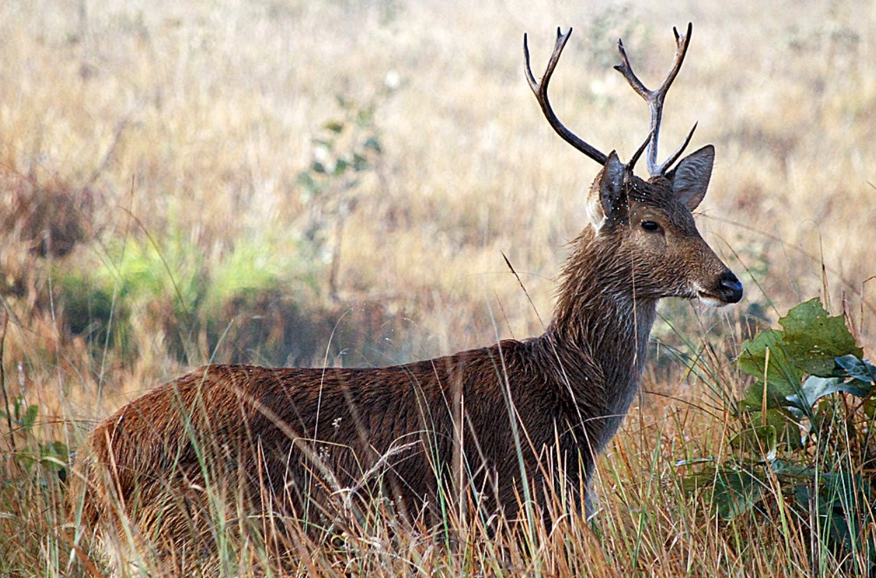 Barasingha Deer