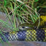 Dangerous Snakes petshyme
