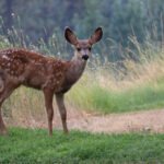 Learn About All of the Major 23 Deer Species