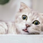 Diabetes Cats