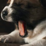 Dog Bad Breath