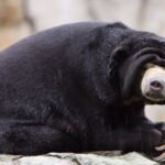 Endangered Bears