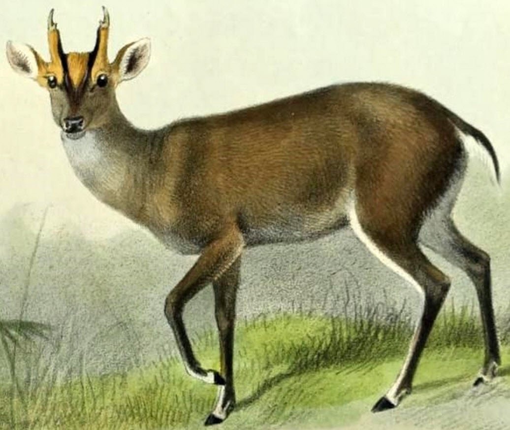 Feas Muntjac Deer