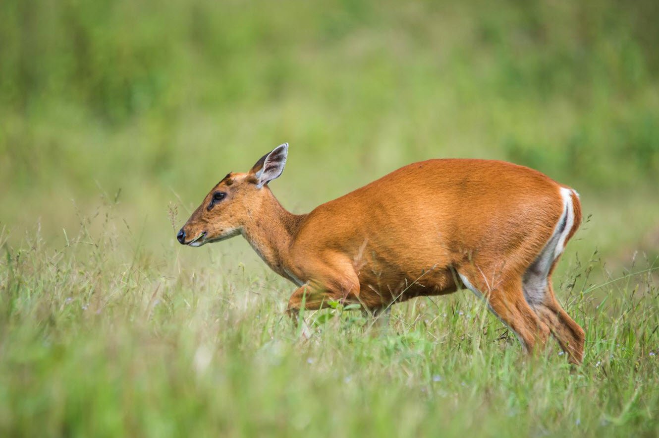 Indian Muntjac Deer