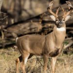 Oklahoma Wildlife Animals Petshyme