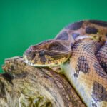 Pet Snakes