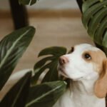 Poisonous Plants Petshyme
