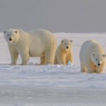 Polar Bears