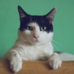 Protect Your Cat