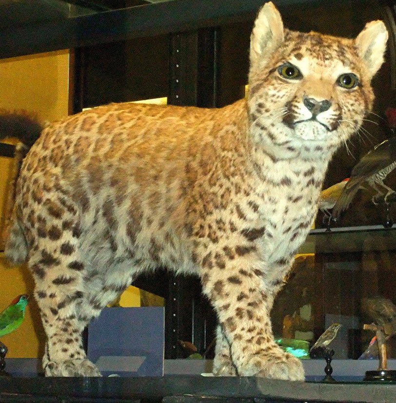 Pumapard