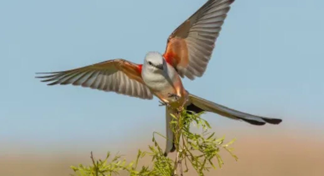 Scissor-Tailed Flycatcher Oklahoma
