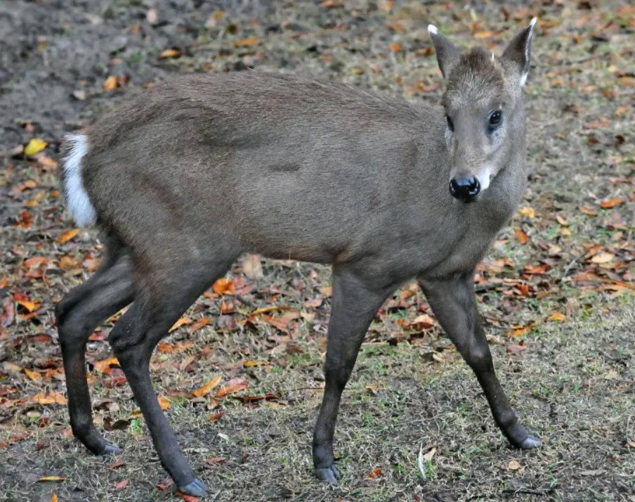 Tufted Deer