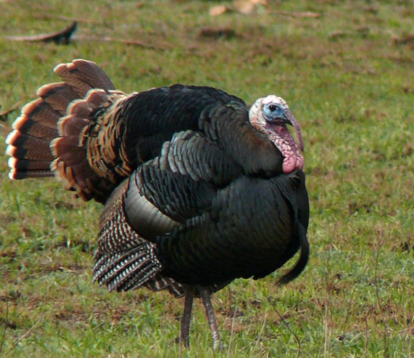 Wild Turkey Oklahoma