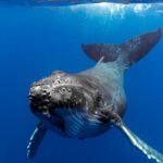 Top 30 Animals Starting With the Letter W