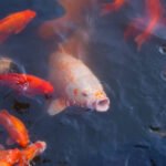aquaponics fishes
