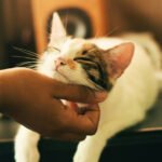 Cat Love