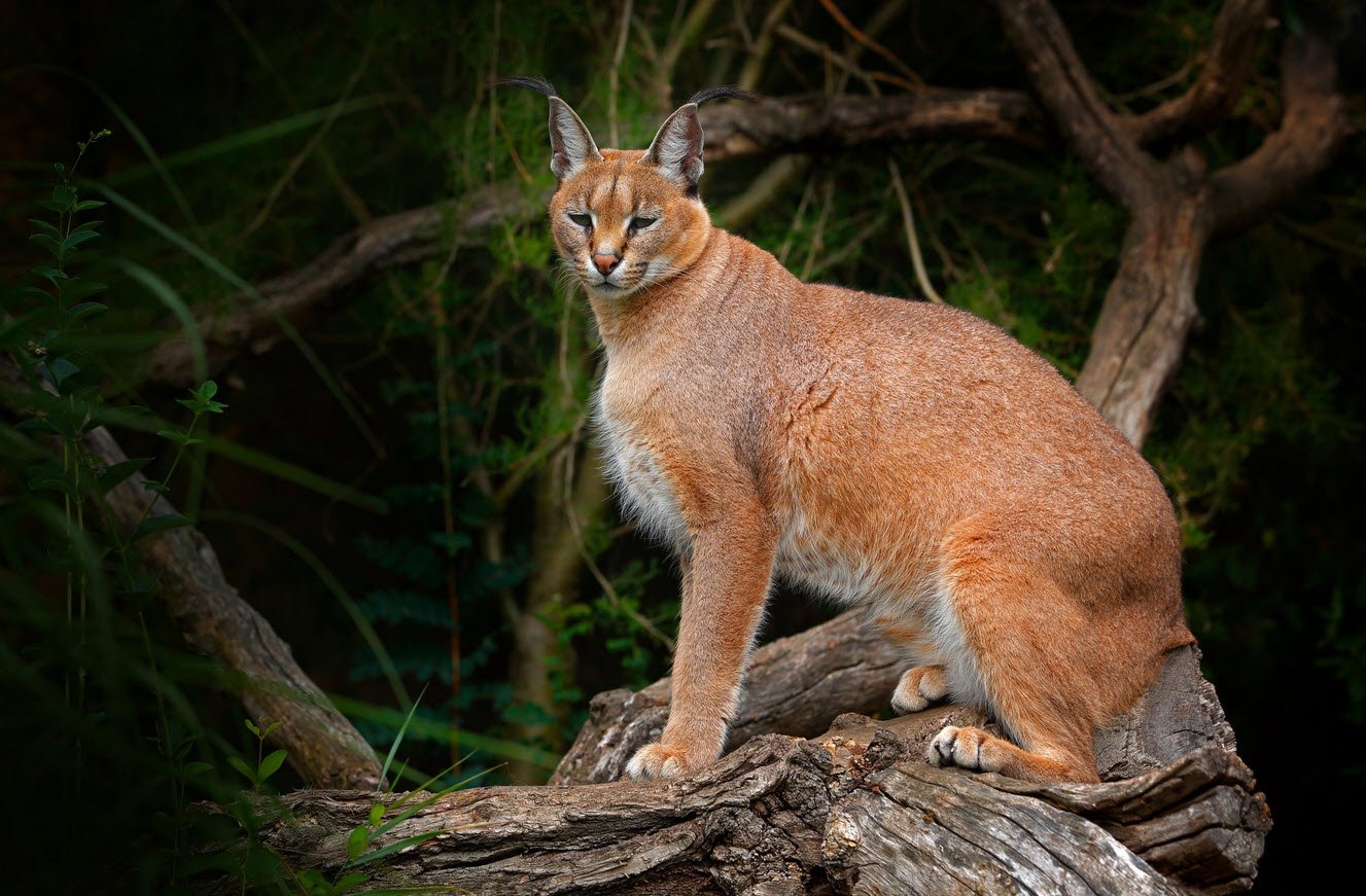 African Golden Cat