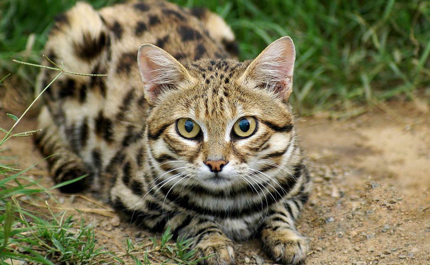 Black-Footed Cat