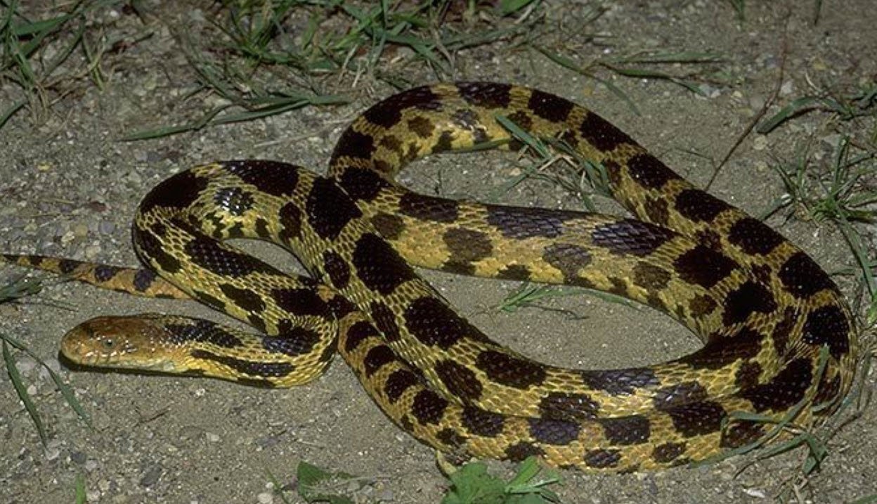 Eastern Fox Snake