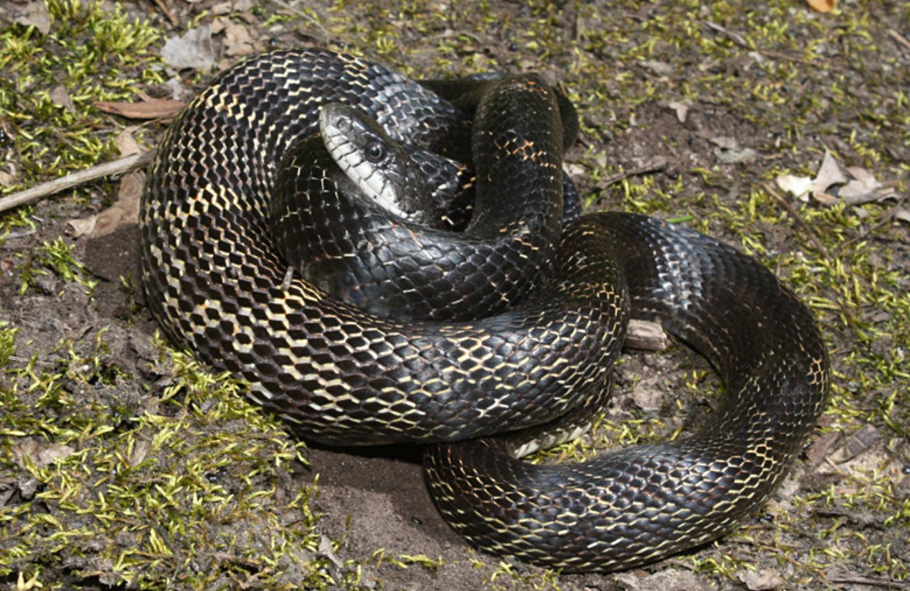 Gray Rat Snake