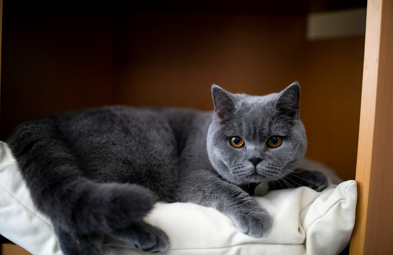 British Shorthair