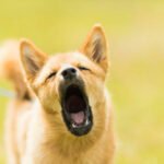 Dog from Barking
