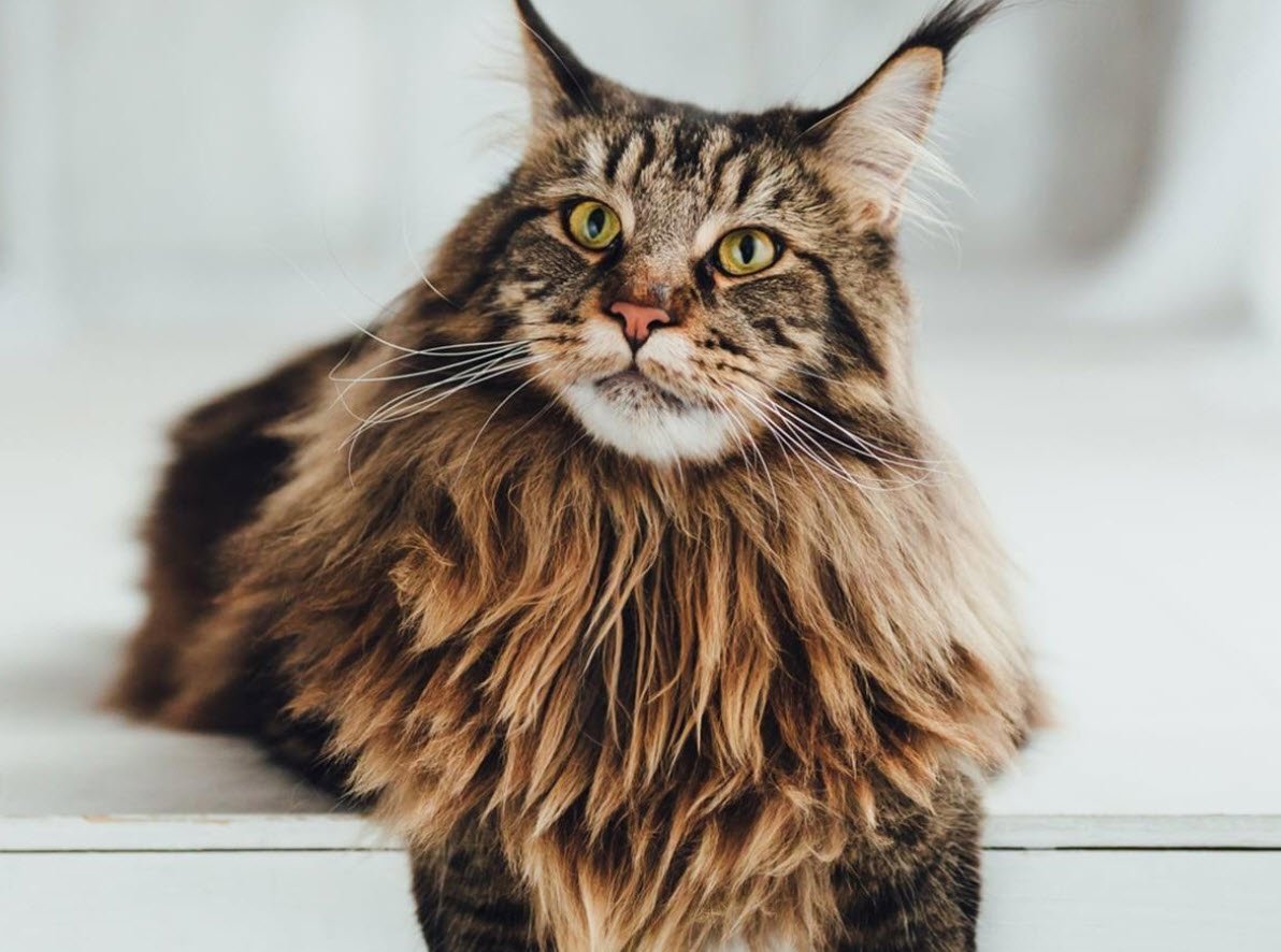 Maine Coon